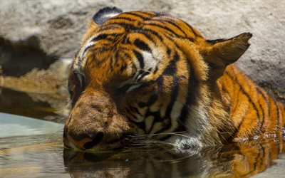 tiger, vatten, foto tigrar