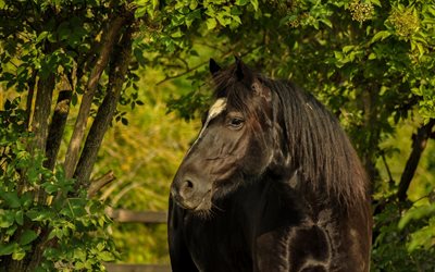 الحصان, الحصان الأسود, الحياة البرية
