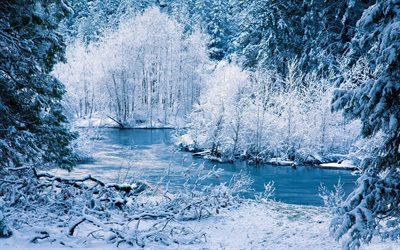 冬の森, 冬, 雪, 冬景色