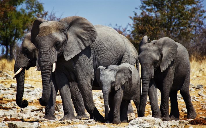 família de elefantes, elefantes, áfrica