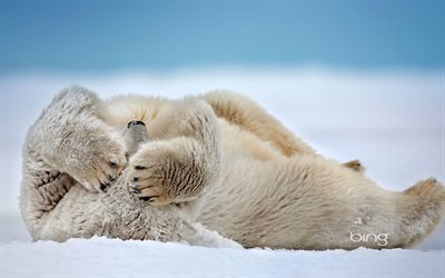 알래스카, 점 barrow, beaufort 다, 영원한 빙, 북극곰, 미국