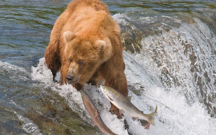 الدب, الصيد, نهر