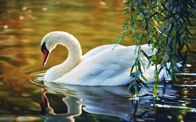 white swan, lake, birds