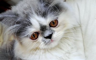 페르시아어 고양이, 새끼 고양이, 솜털, 고양이