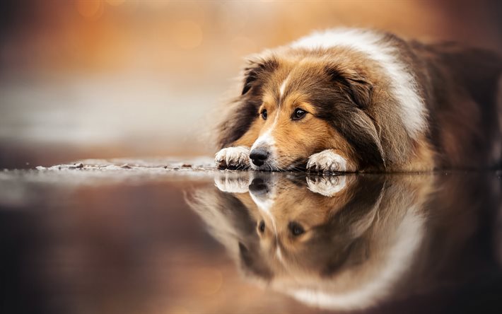 シェットランド・シープドッグ, かわいい犬, ペット, シェルティ, ふわふわの犬, かわいい動物, 犬, 悲しみの概念