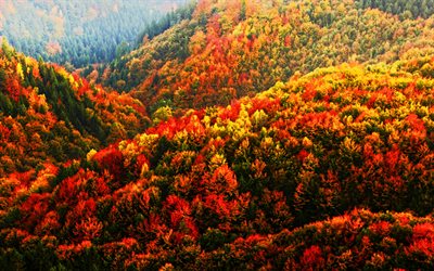 ボヘミアン スイス国立公園, 4k, 秋, 山, チェコのランドマーク, hdr, 森林, チェコ共和国, ヨーロッパ, 美しい自然