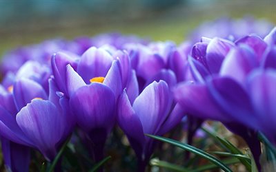 crocus, primavera, flores de color púrpura, verde hierba