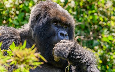 gros gorille, faune, jungle, afrique, gorilles, animaux sauvages, gorille