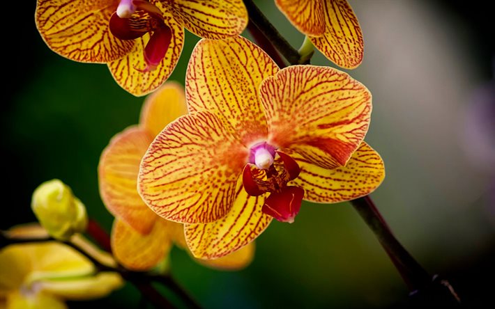 yellow orchids, tropical flowers, orchids