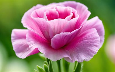 pembe eustoma, 4k, makro, bokeh, güzel çiçekler, kapatmak, eustoma ile arka plan, pembe çiçekler, eustoma