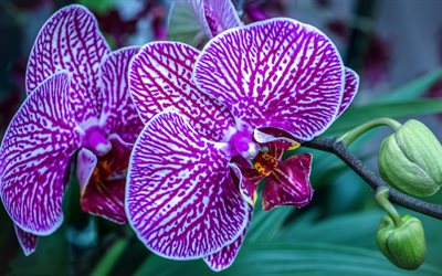 orkidéer, tropiska blommor, rosa orkidé