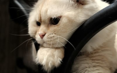 scottish fold, kedi, namlu, beyaz kedi
