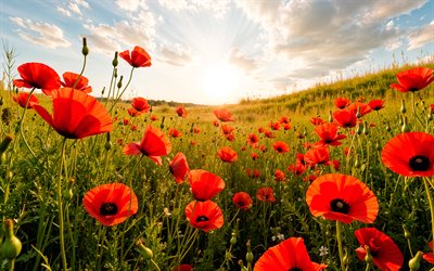 4k, red poppies, sunset, summer flowers, beautiful flowers, poppies field, close-up, poppies, summer, background with poppies