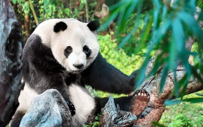 باندا ضخمة, 4k, الحيوانات البرية, حيوانات لطيفة, الباندا العملاقة melanoleuca, غابة, دب الباندا, خوخه, الباندا, الصين