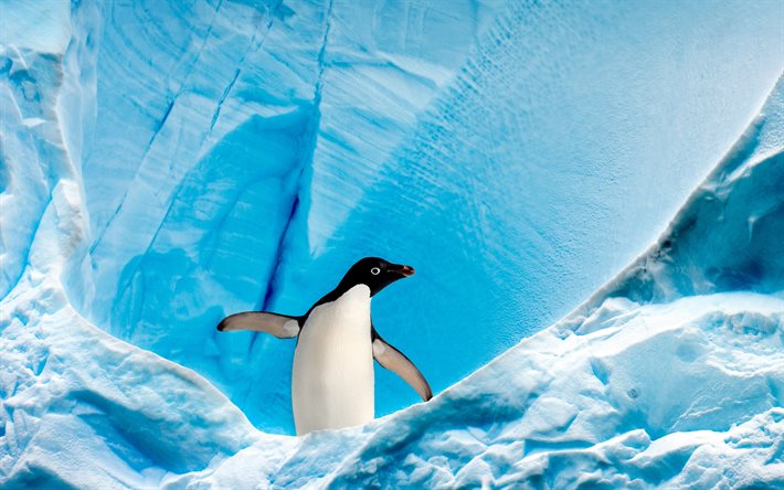 एडेली पेंगुइन, 4k, वन्यजीव, पायगोसेलिस एडेलिया, ग्लेशियरों, पेंगुइन, अकेला पेंगुइन, अंटार्कटिका