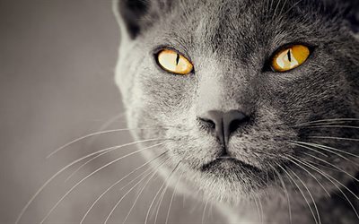 British Shorthair, gray shorthair cat, muzzle, pets, funny animals, gray cat, British Shorthair Cat, cat with yellow eyes, cats