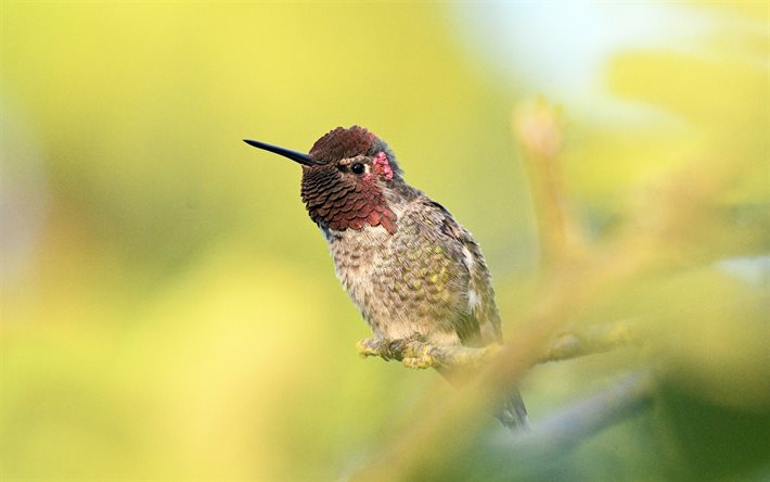 hummingbird, 4k, villieläimet, pienet linnut, bokeh, trochilidae, värikkäät linnut