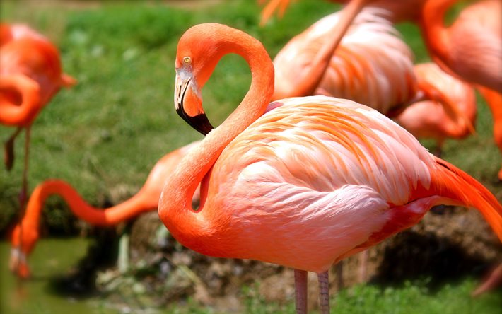 suurflamingo, 4k, savanni, villieläimet, flamingot, afrikka, loxodonta, kuvat flamingolla, punaiset linnut, phoenicopterus roseus, flamingo
