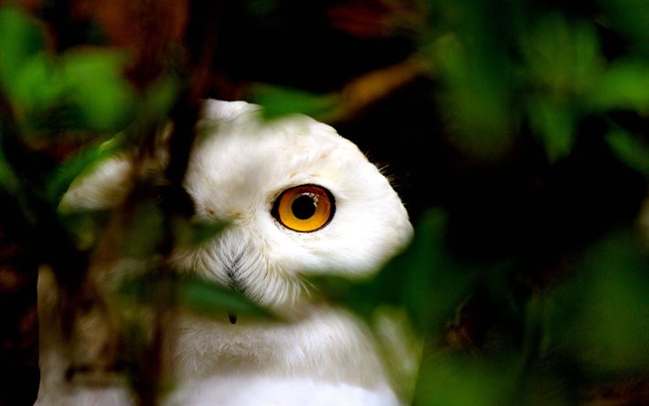 Snowy Owl, bokeh, wildlife, predators, Bubo scandiacus, predatory birds, owl, Polar owl, White owl, Arctic owl, predatory look, owls