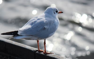 seagull, wildlife, bokeh, white birds, seabirds, gulls, Laridae, seagulls
