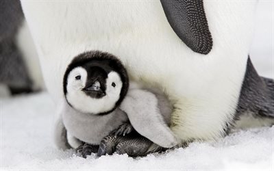 little penguin, 4k, wildlife, Spheniscidae, cute animals, baby penguin, penguins, Antarctica