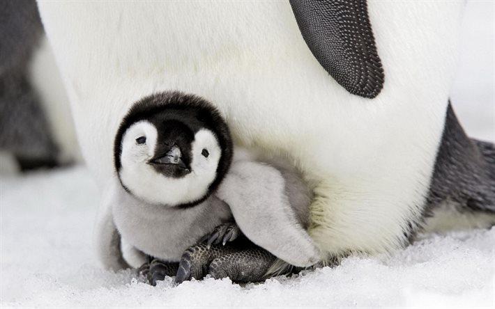 छोट पेंग्विन, 4k, वन्यजीव, स्फेनिस्कीडाई, प्यारा जानवर, बेबी पेंगुइन, पेंगुइन, अंटार्कटिका