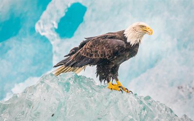 Bald Eagle, wildlife, bokeh, USA symbol, birds of North America, glaciers, predator birds, American symbol, Haliaeetus leucocephalus, hawk