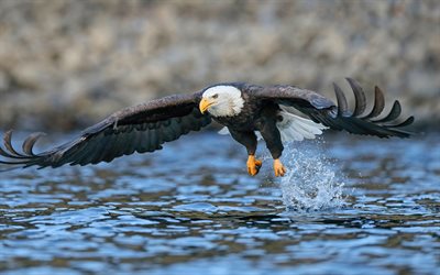 Bald Eagle, wildlife, USA symbol, river, birds of North America, bokeh, flying Bald Eagle, predator birds, American symbol, Haliaeetus leucocephalus, hawk