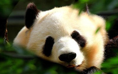 großer panda, bokeh, wildtiere, süße tiere, ailuropoda melanoleuca, wald, pandabär, pandagesicht, panda, china, pandas