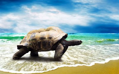 våg, strand, sköldpadda, fotosköldpaddor, sommar