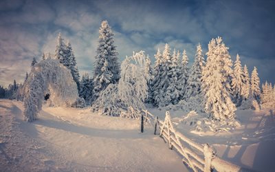 inverno, árvores cobertas de neve, neve, muita neve