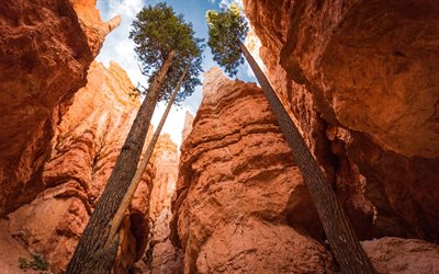canyon, 미국, 바, 키가 큰 나무, 소나무