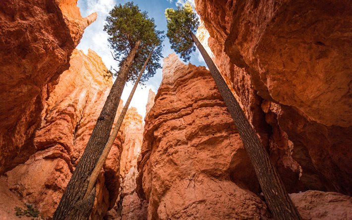 Kanyon, ABD, rock, uzun boylu ağaçları, çam