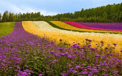 kukkia, tulppaaneja, värikkäitä peltoja, laventelia