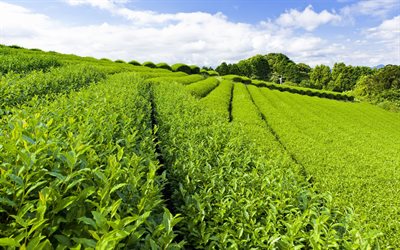 plantación de té, té