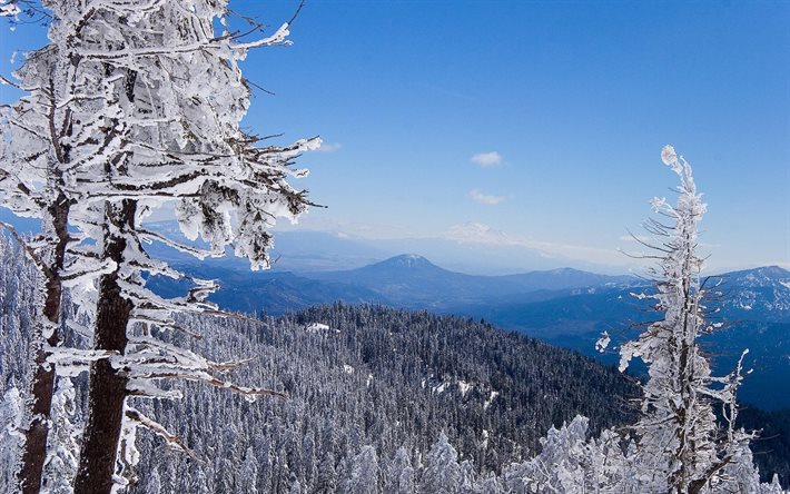 winter, mountains, snowy pine, forest