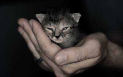 küçük yavru kedi, eller