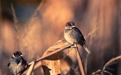 sparrows, birds