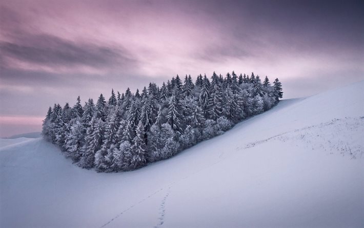 snow, winter, snowy forest, sunset, coniferous forest, the event