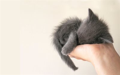 piccolo gattino, piccolo cocciniglia