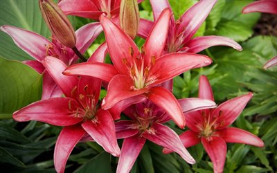 lily, pink lilies, red lily