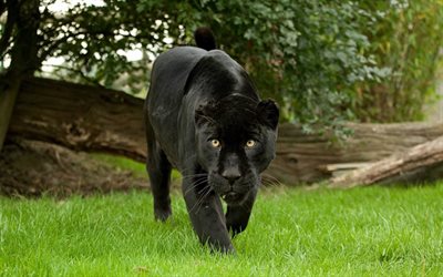 panther -, foto-panthers