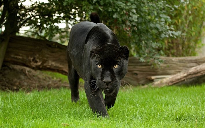 panther, 사진 팬더