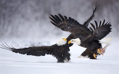 photo, la bataille de l'aigle, l'aigle, l'hiver, les oiseaux