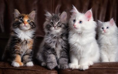 flauschige kätzchen, kleine katzen, kätzchen, katzen