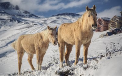 montañas, cordillera de los andes, lindos caballos, nieve, invierno, caballos