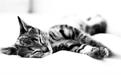 svartvitt foto, katt, kattfoto
