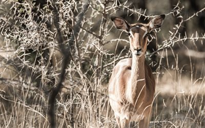 antílope, impala, belos animais