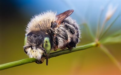 bumblebee, macro