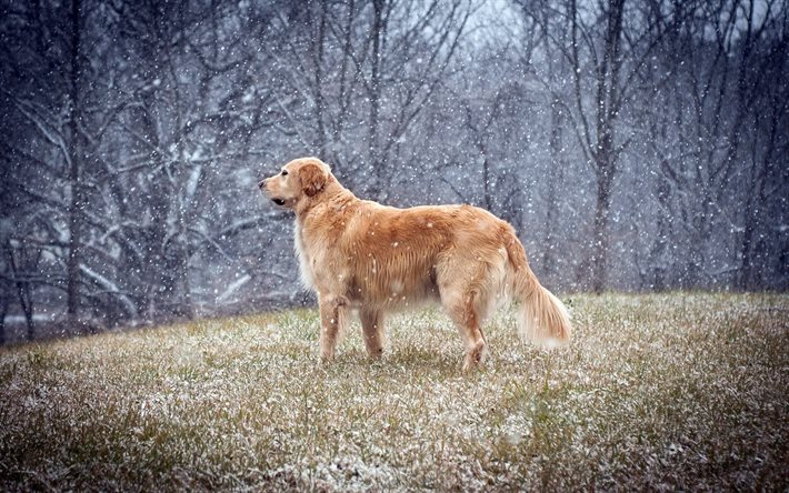 retriever, foto, hund på vintern, söt hund